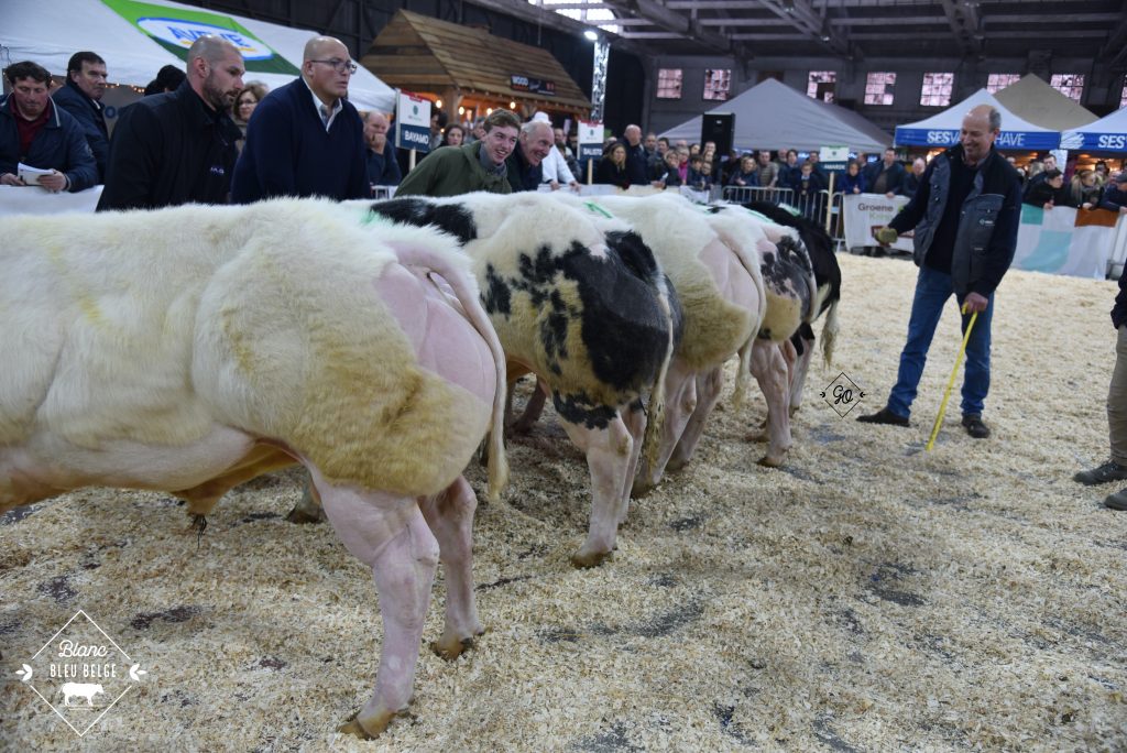 Photos Jaarmarktprijskamp SintTruiden 2020 Blanc Bleu Belge