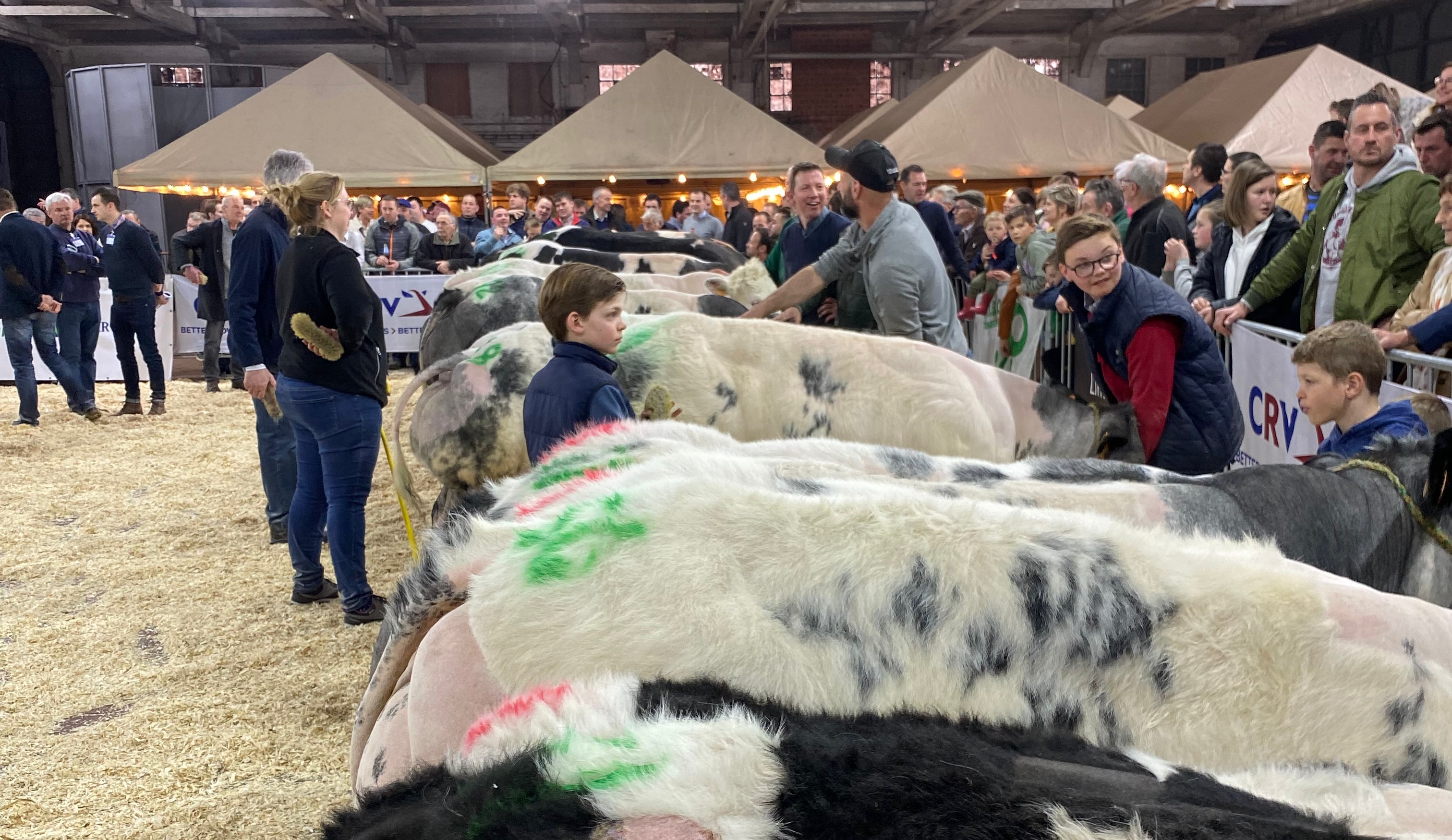 Vidéo Prijskamp SintTruiden 2022 Blanc Bleu Belge